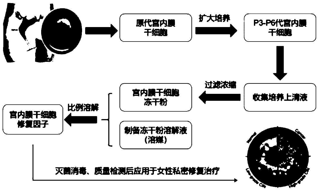 Preparation method and application of human endometrial stem cell compound repair factor