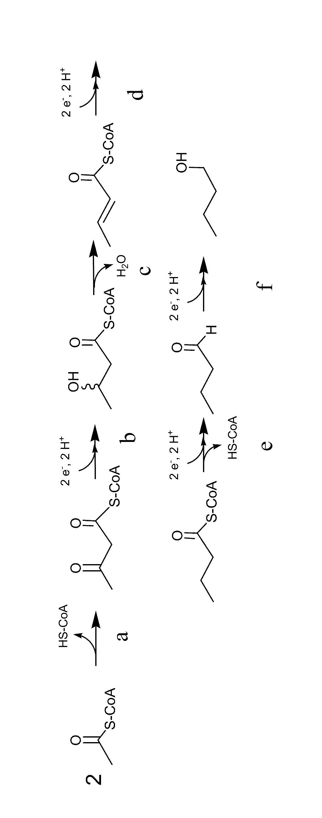 Method for the production of 1-butanol