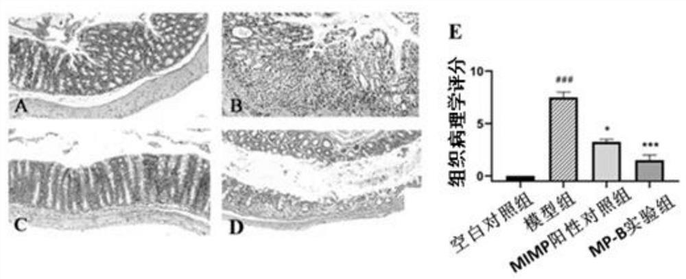 A kind of polypeptide fragment b and its application