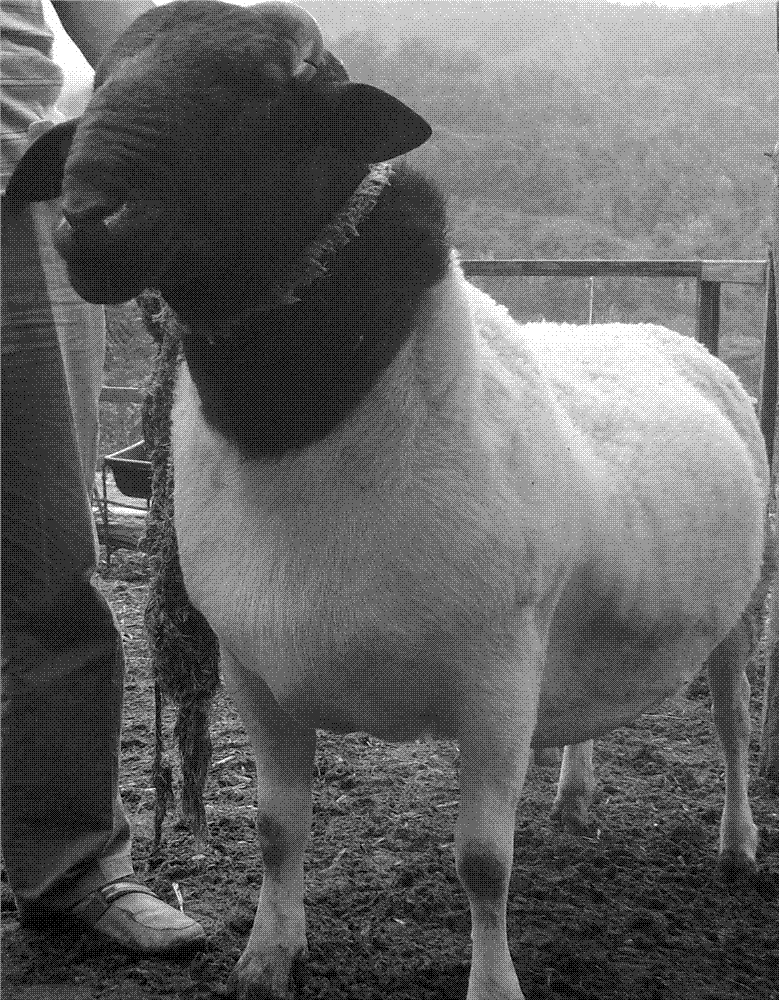 North China black head mutton sheep crossbreed method