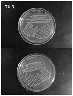 Tetracycline antibiotic degrading bacterium at low temperature and application thereof