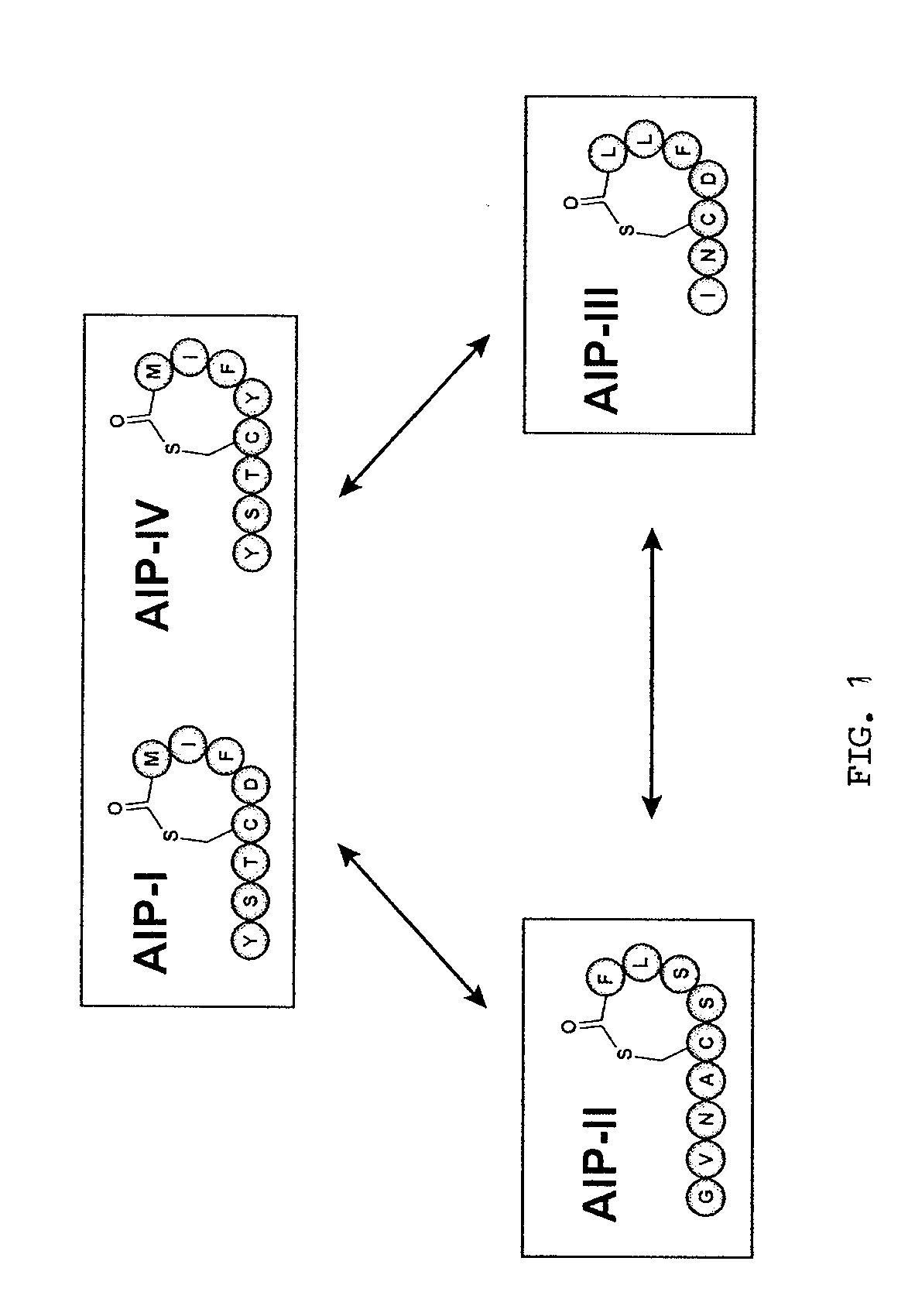 Method of Making Cyclic Polypeptides with Inteins