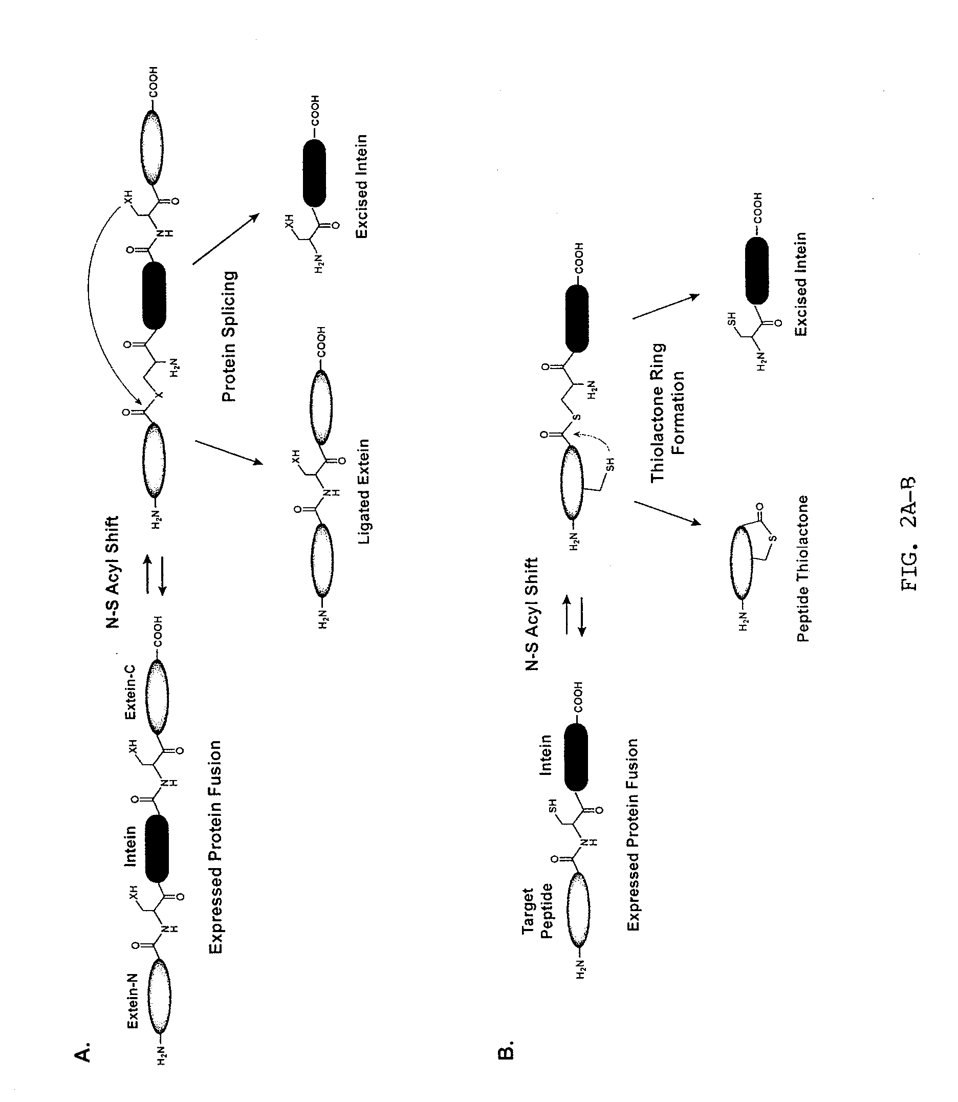 Method of Making Cyclic Polypeptides with Inteins