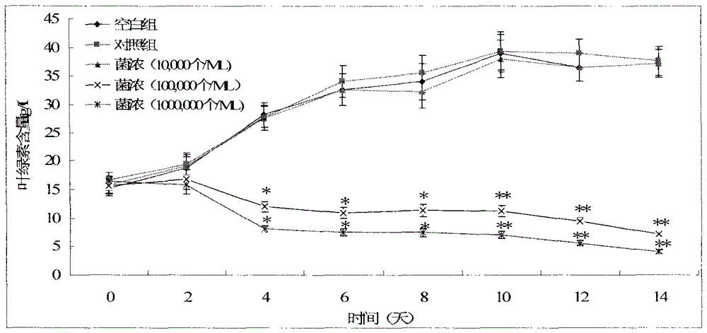 Stress-resistant Shewanella and its application in algal inhibition