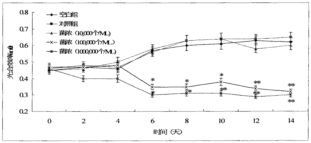 Stress-resistant Shewanella and its application in algal inhibition