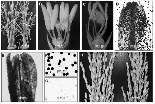 Application of OsRBR2 gene to development of rice male sterile line