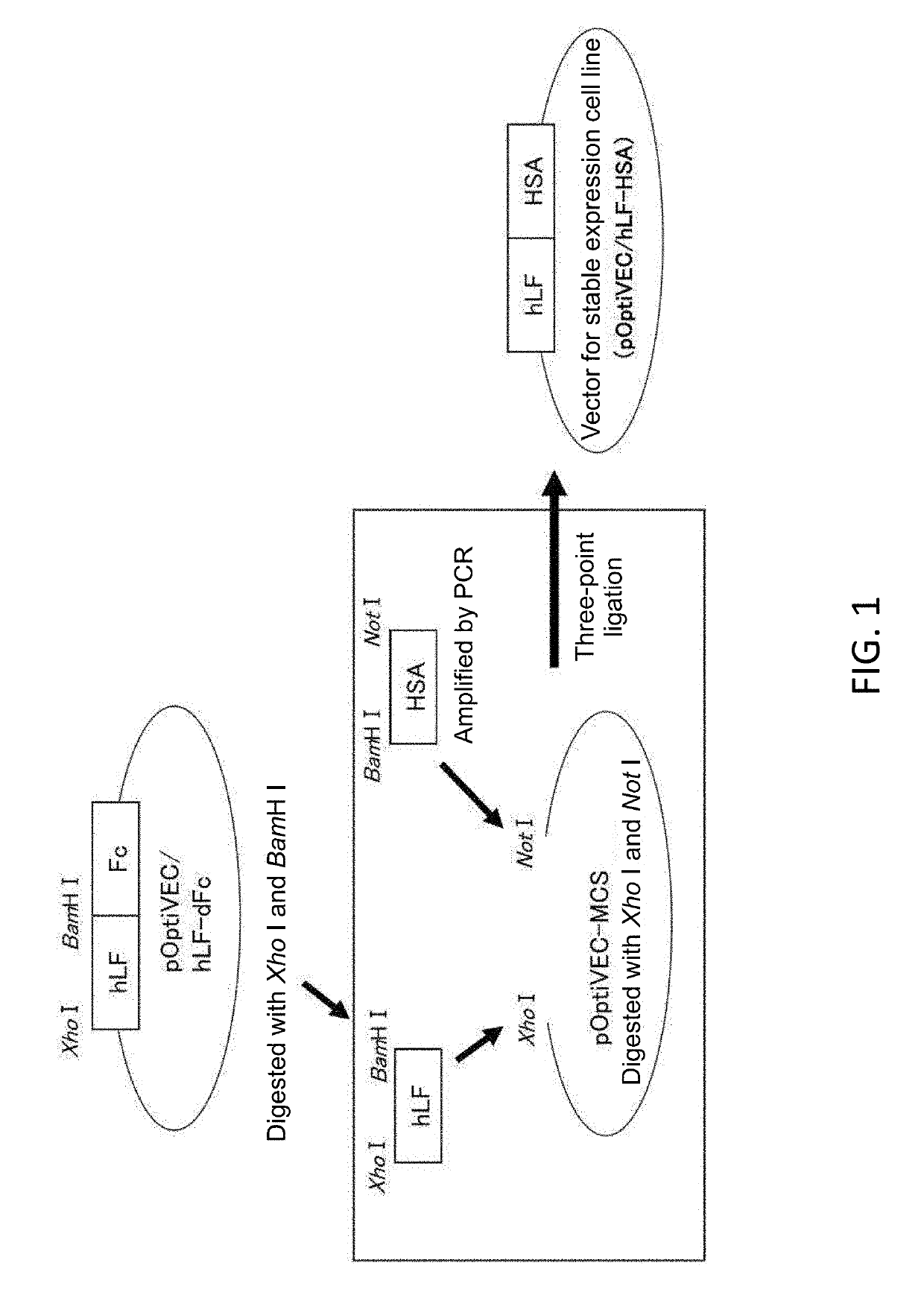 Lactoferrin/albumin fusion protein and production method therefor