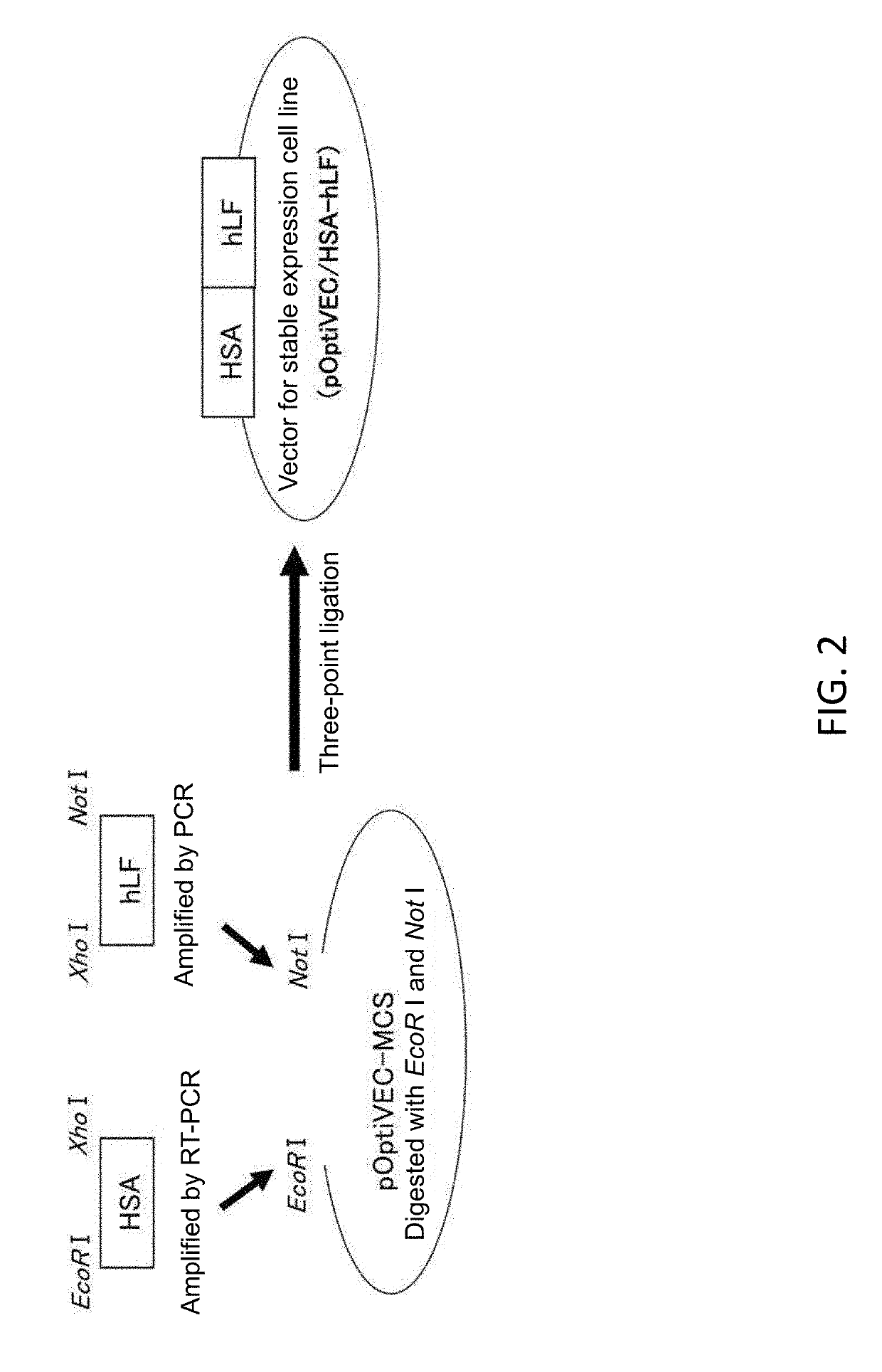 Lactoferrin/albumin fusion protein and production method therefor