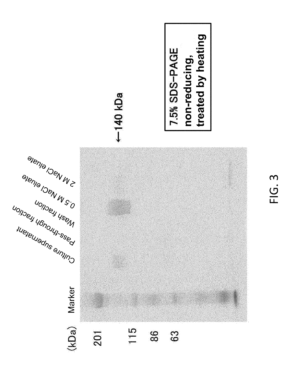 Lactoferrin/albumin fusion protein and production method therefor