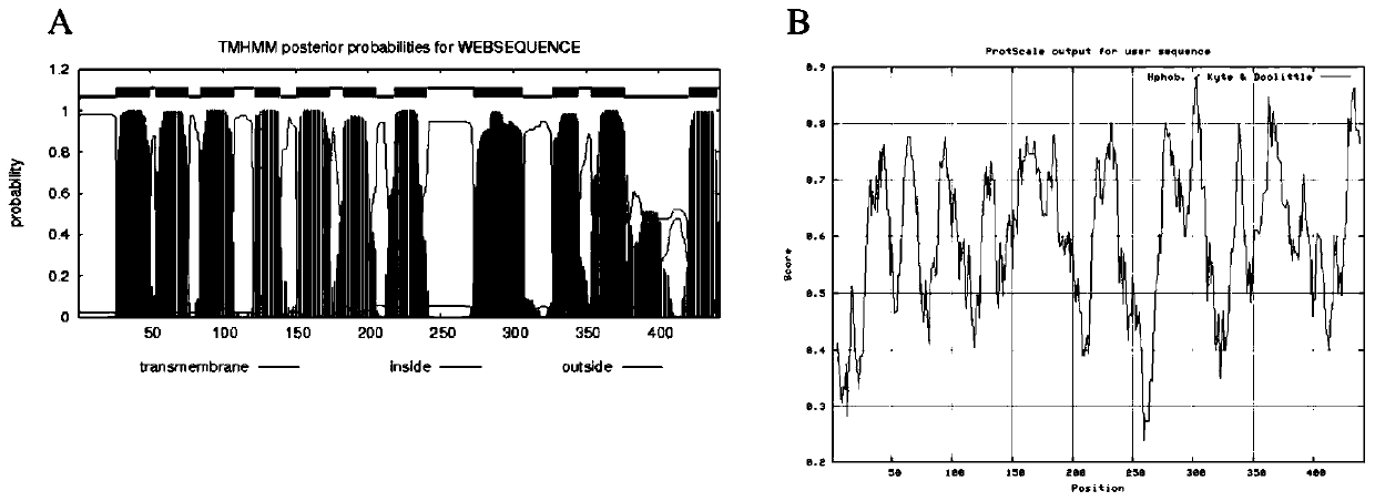 Sodium/hydrogen antiporter gene sdmlt of Bacillus halophilus and its identification