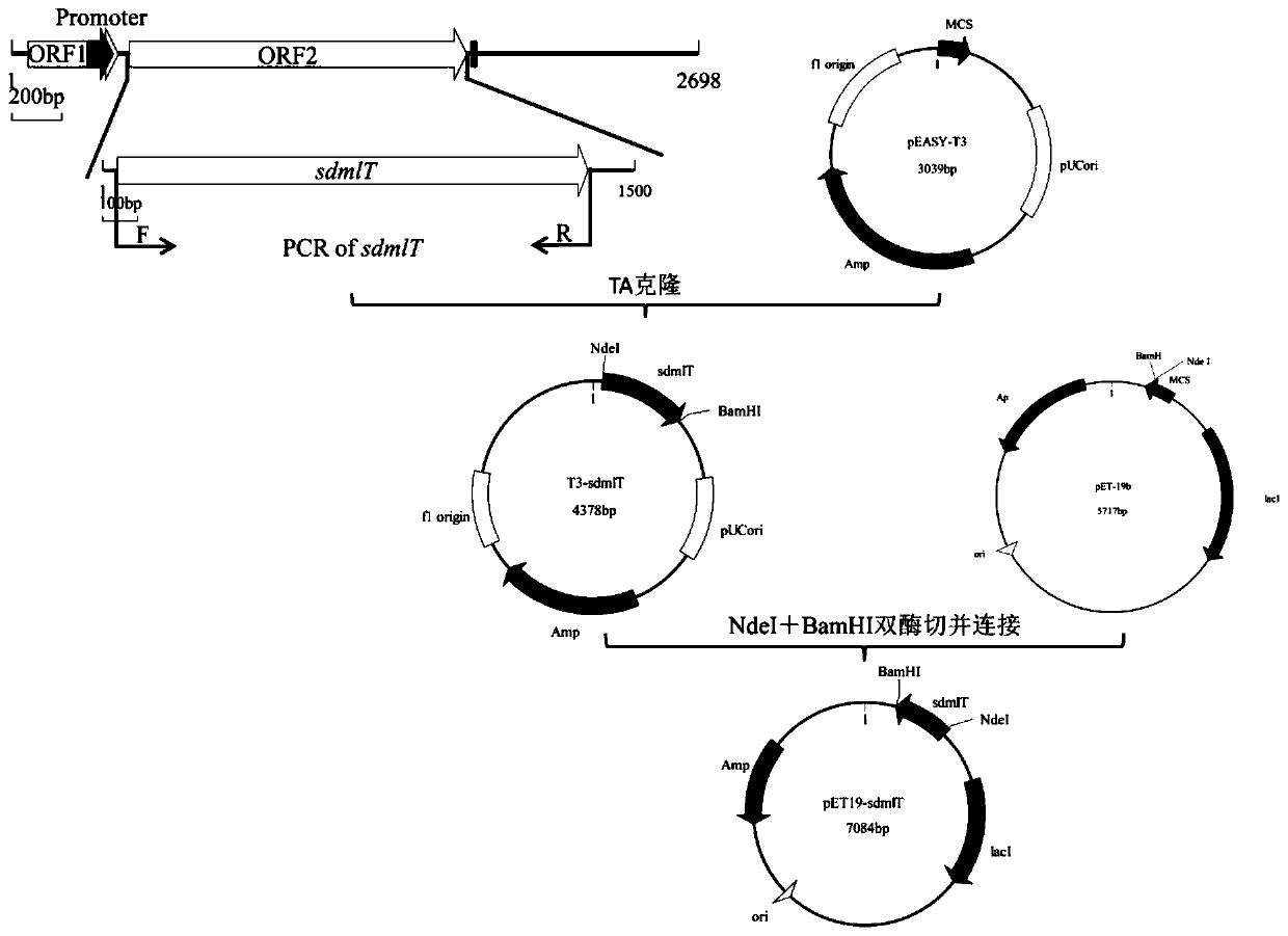 Sodium/hydrogen antiporter gene sdmlt of Bacillus halophilus and its identification