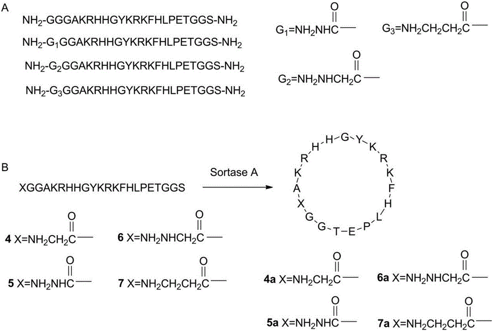 Method for synthesizing cyclic peptides through enzyme method