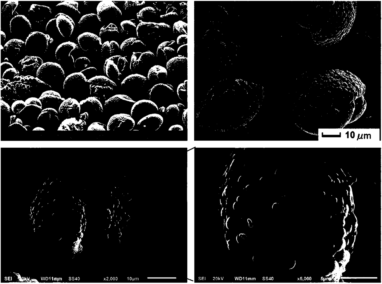 Preparation method and application of a spiramycin molecularly imprinted polymer on the surface of pine pollen