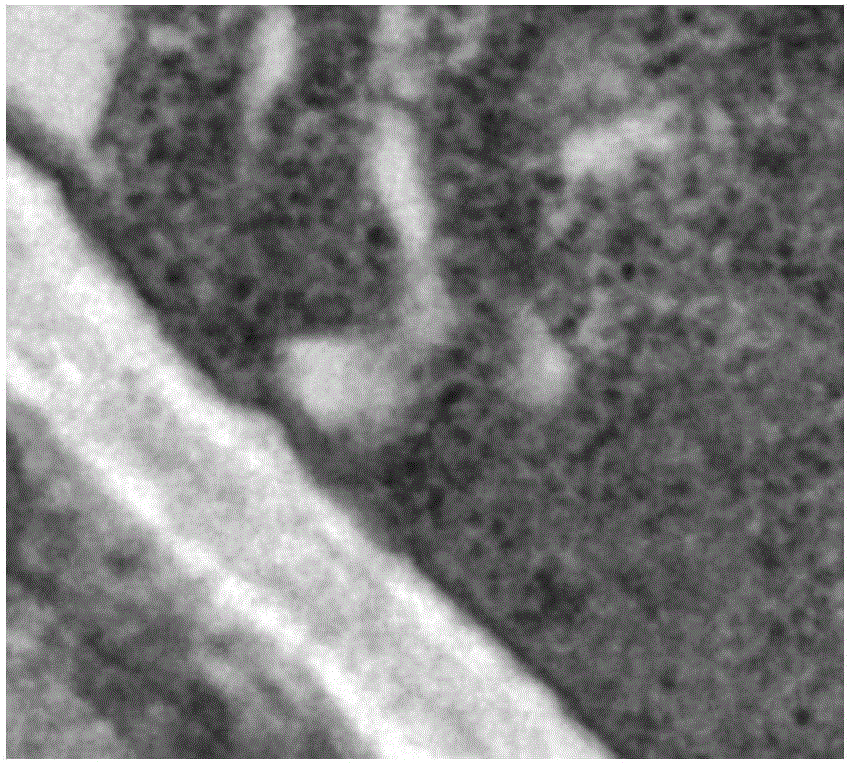 Application of cinnamaldehyde in preparation of drugs for targeted therapy of drug-resistant aspergillus infection