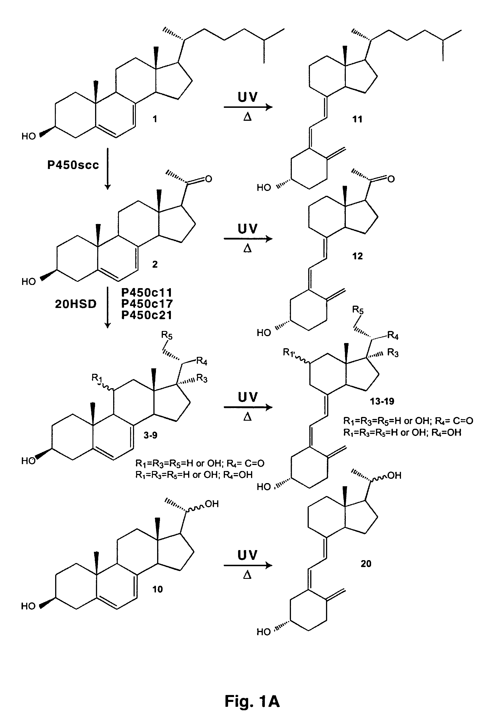 Enzymatic method to produce 7-dehydropregnenolone, vitamin D3-like compounds and derivatives thereof