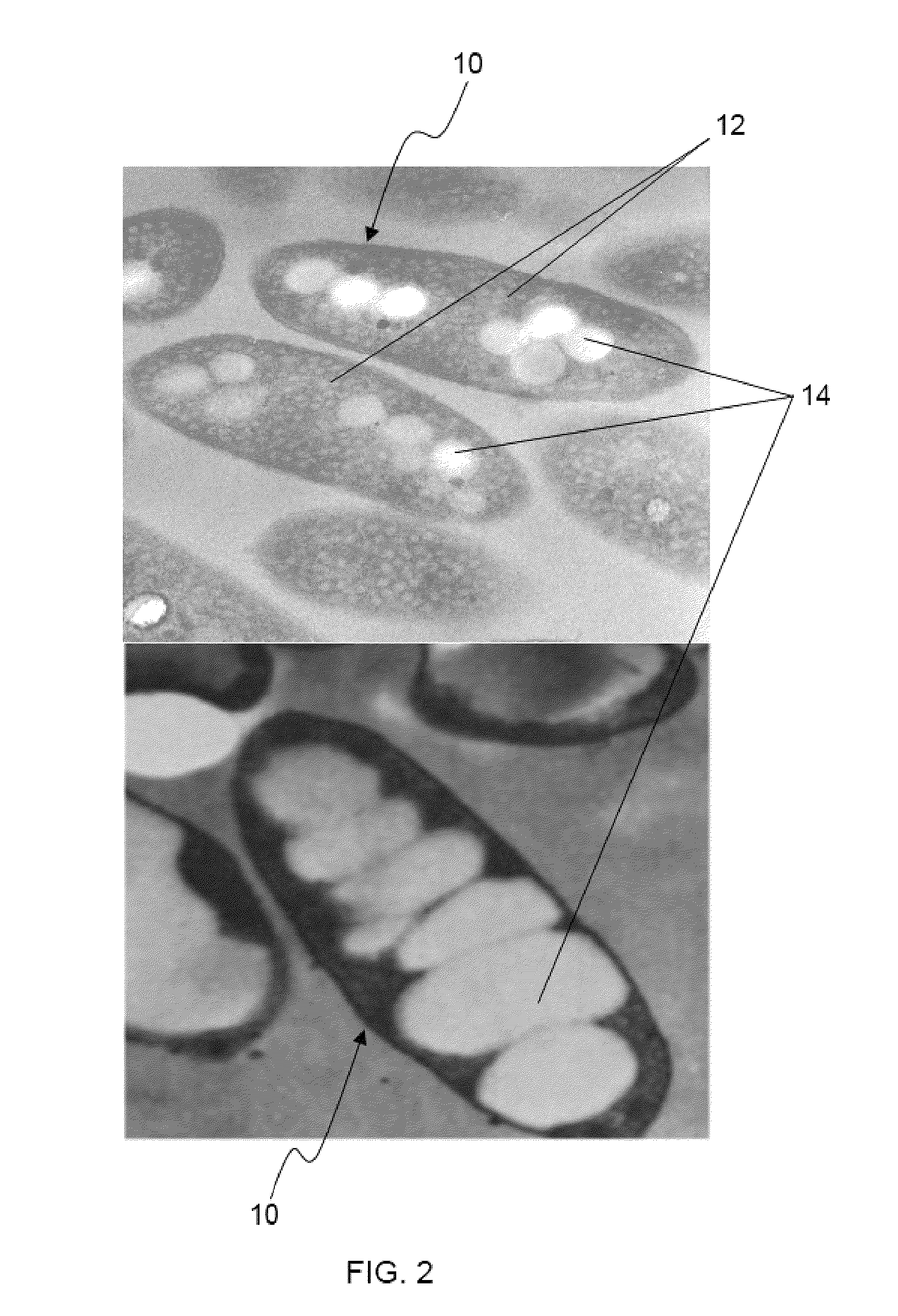 Engineered photosynthetic bacteria, method of manufacture of biofuels