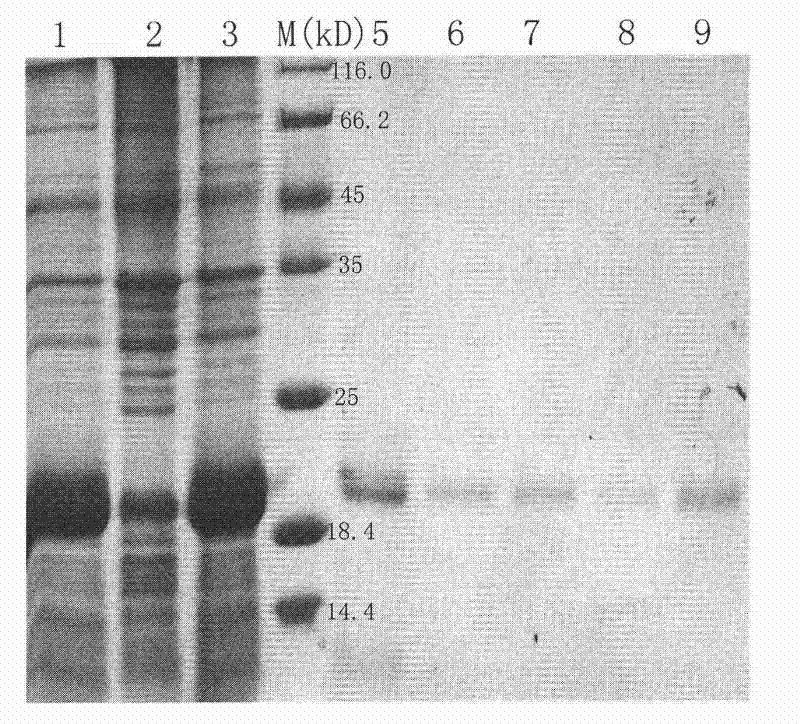 Method for separating purified ferritins from biological tissues or engineering bacteria