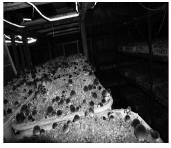 Straw mushroom clinker annual cultivation and intelligent control method