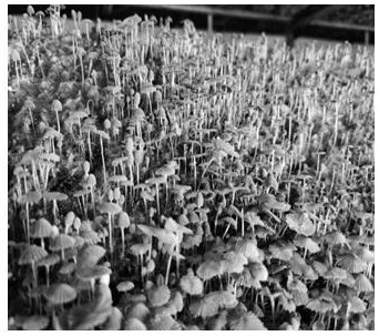 Straw mushroom clinker annual cultivation and intelligent control method