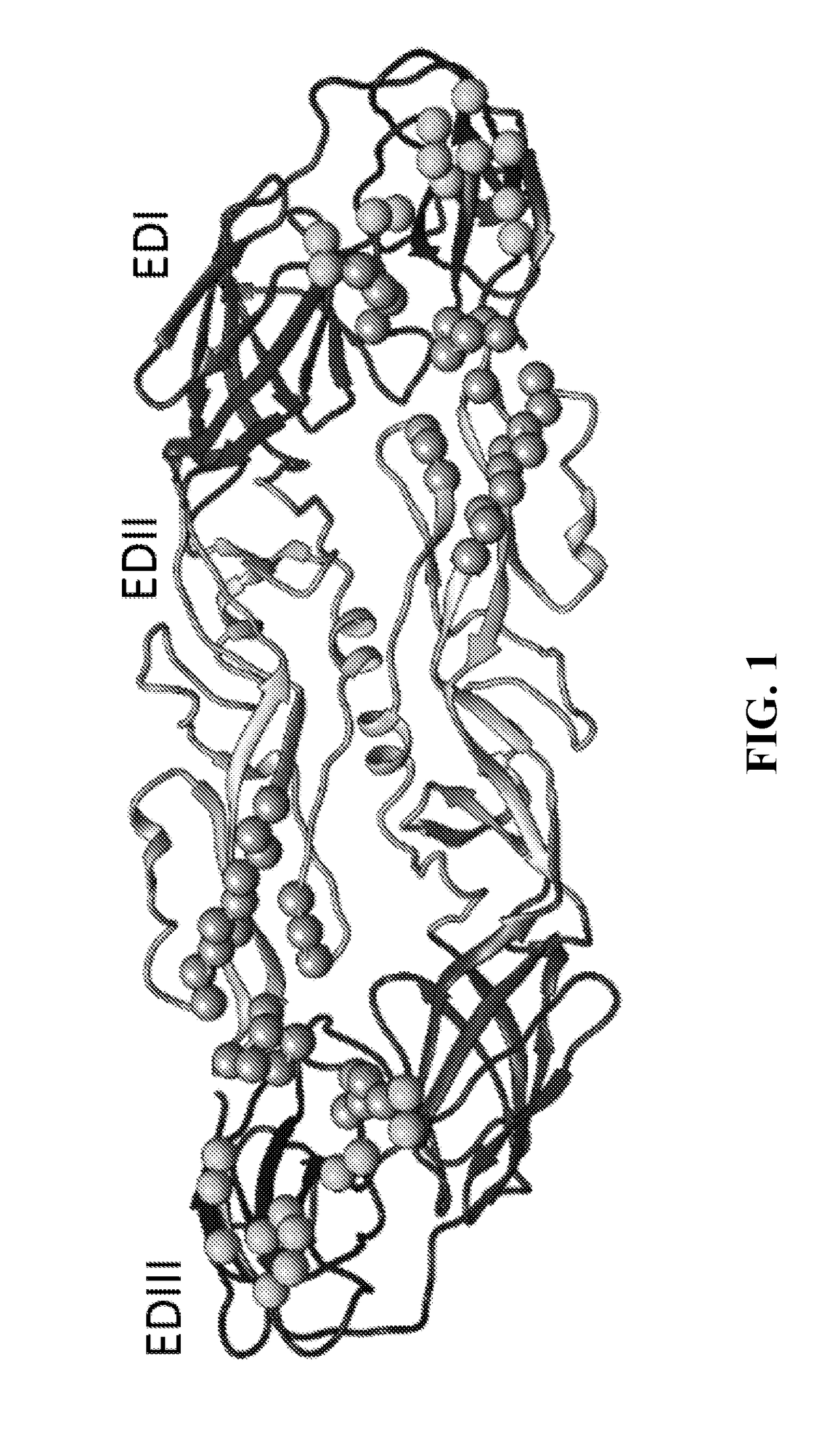 Methods and compositions for dengue virus vaccines and diagnostics