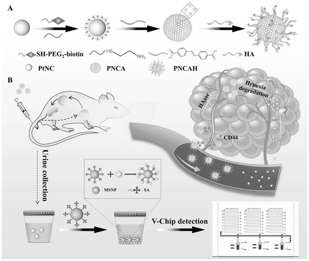 Urine detection method of platinum super-nanoparticles based on hypoxia response and application of urine detection method