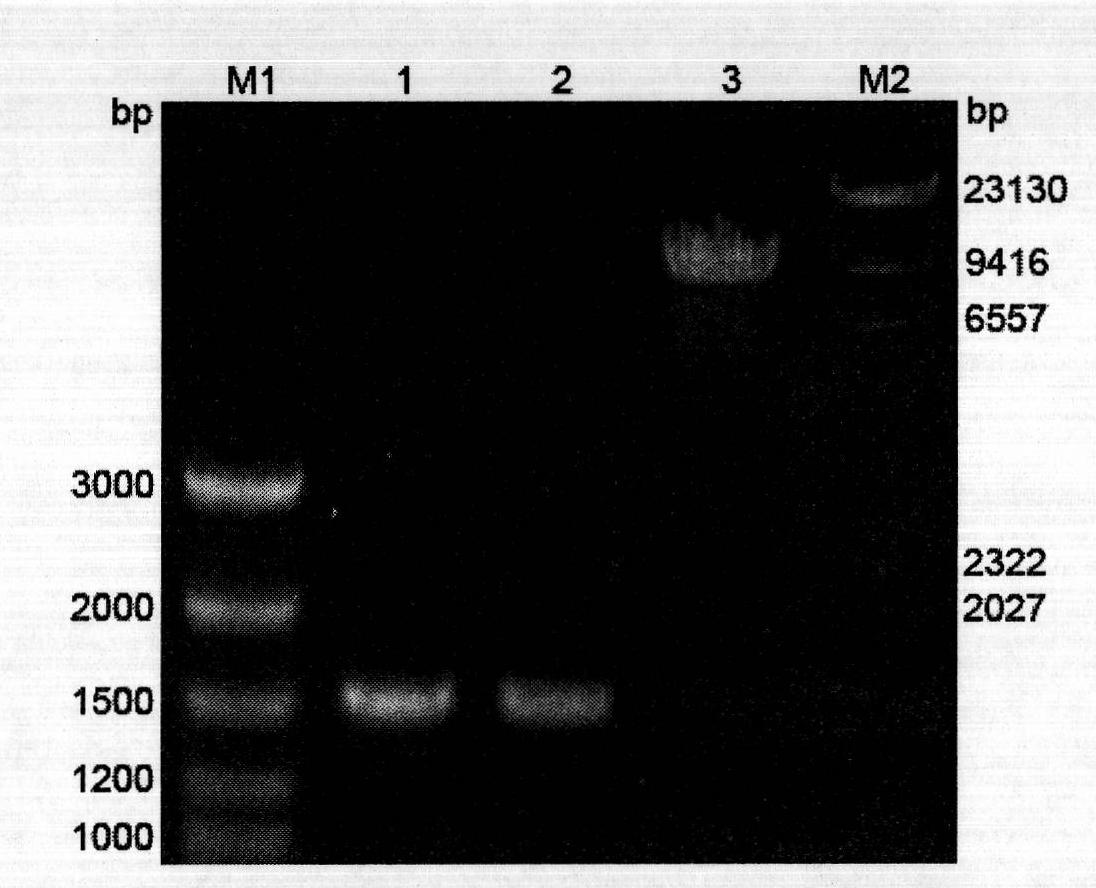 Application of recombinant pichia pastoris bacterial strain