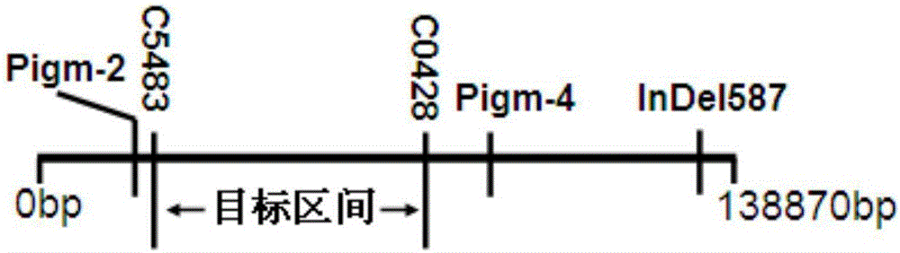 Molecular marker of rice blast resistant gene Pigm of Gumei 4 and application thereof