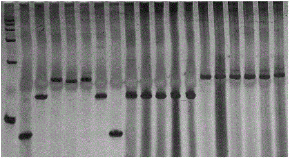 Molecular marker of rice blast resistant gene Pigm of Gumei 4 and application thereof