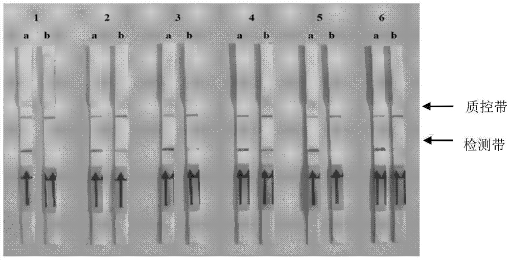 Primers, probes and kits for detection of foot-and-mouth disease virus aerosol by rpa-lateral flow chromatography