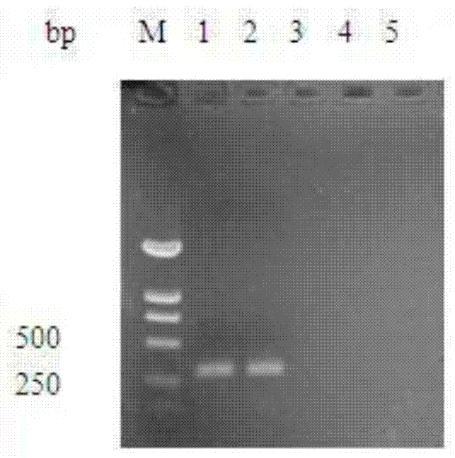 Preparation method of refined egg yolk antibody for duck viral hepatitis