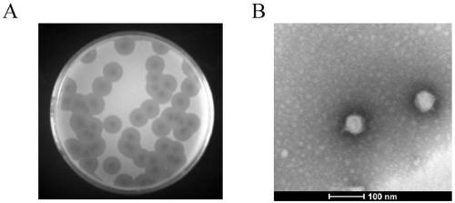 Drug-resistant coli phage and application thereof