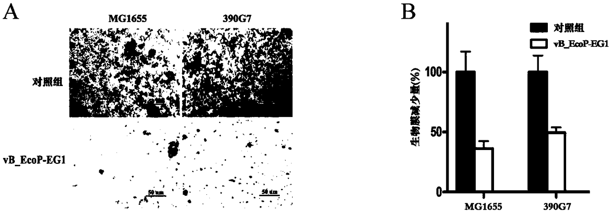Drug-resistant coli phage and application thereof