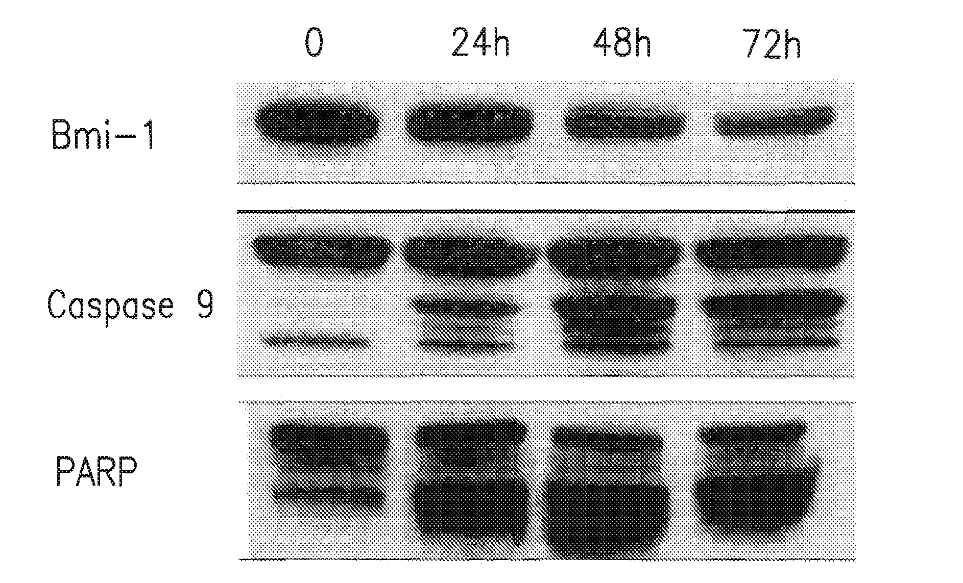 Bmi-1 protein expression modulators