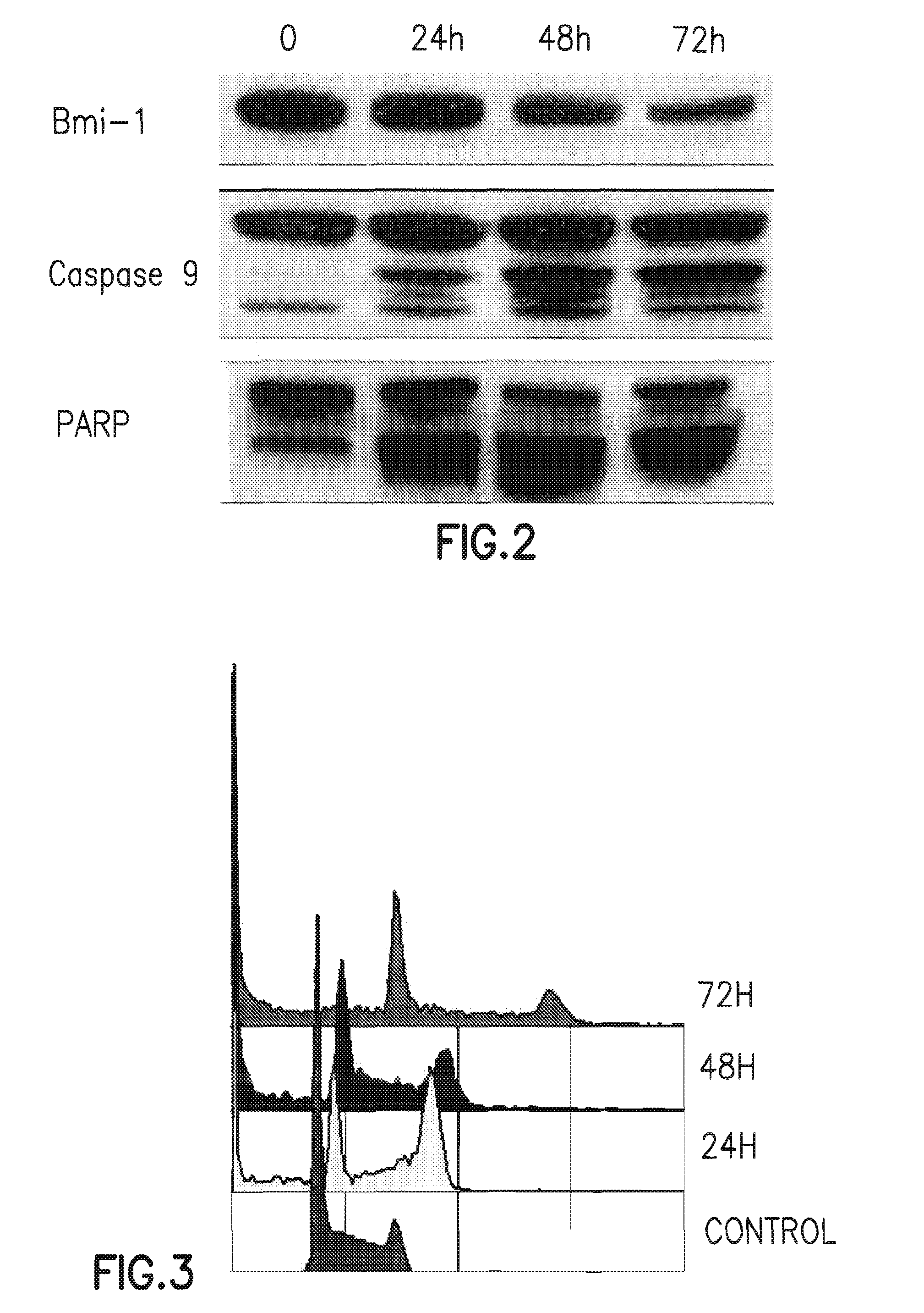 Bmi-1 protein expression modulators