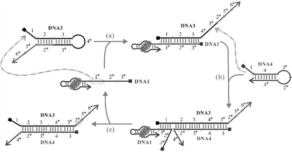 Molecule detection method and detection kit based on DNA self-assembly and G tetramers