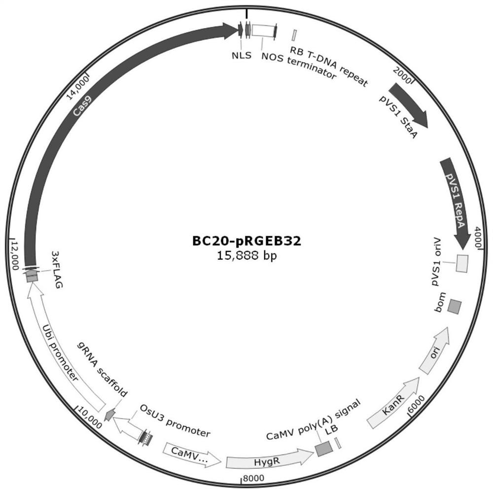 Rice BC20 mutant gene, recombinant vector, transformant and application of rice BC20 mutant gene, recombinant vector and transformant in preparation of rice brittle stem mutant