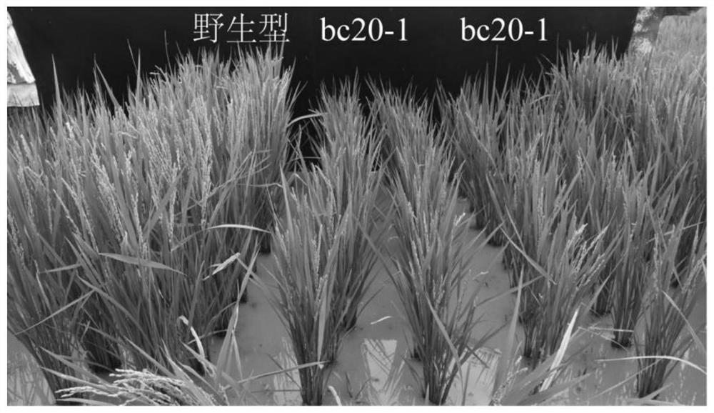 Rice BC20 mutant gene, recombinant vector, transformant and application of rice BC20 mutant gene, recombinant vector and transformant in preparation of rice brittle stem mutant