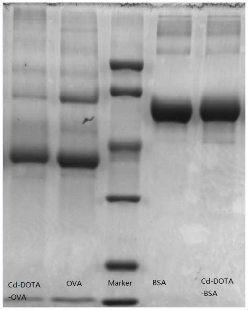 A kind of preparation method of heavy metal cadmium artificial antigen and the application of dota in the preparation of heavy metal cadmium artificial antigen reagent