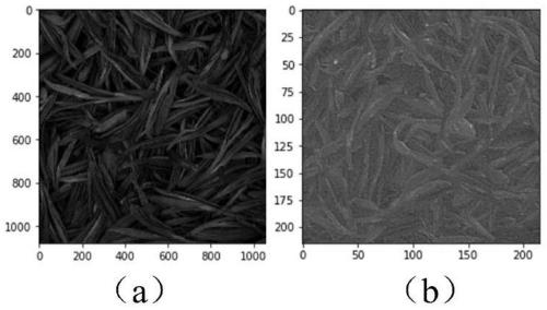 Nondestructive detection method for withering degree indexes of black tea