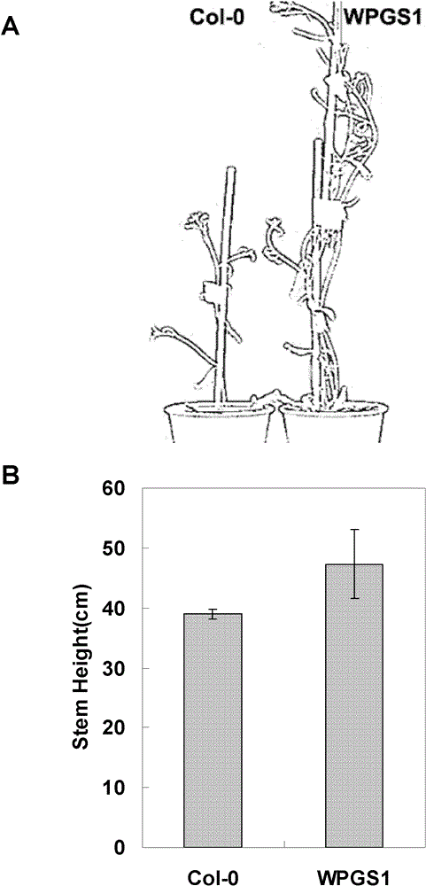 WPGS 1 gene or WPGS 2 gene of eucalyptus and over-expression having function of increasing plant biomass thereof