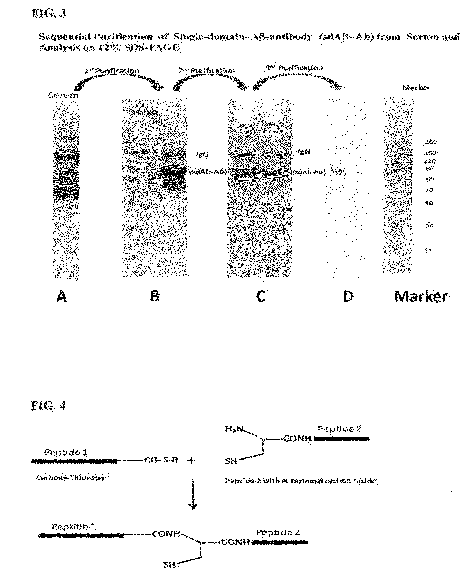 Blood-brain barrier permeable peptide compositions