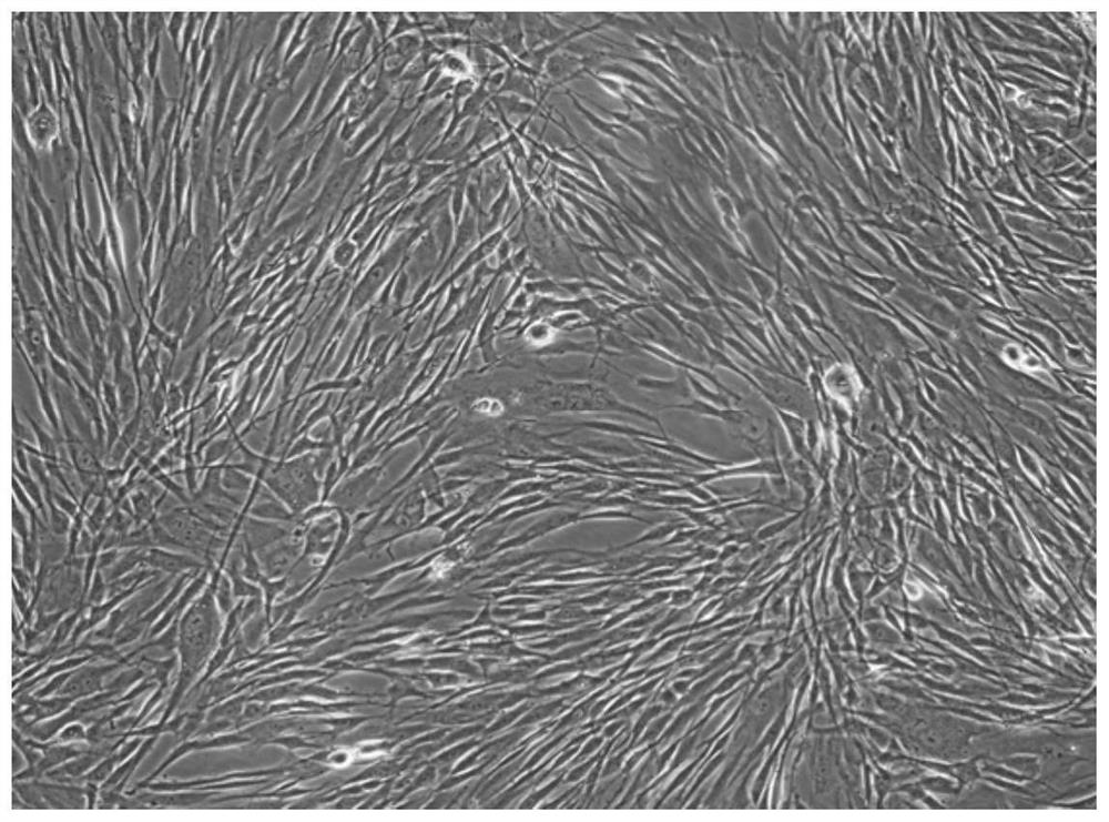 A method for isolating and culturing fat stem cells