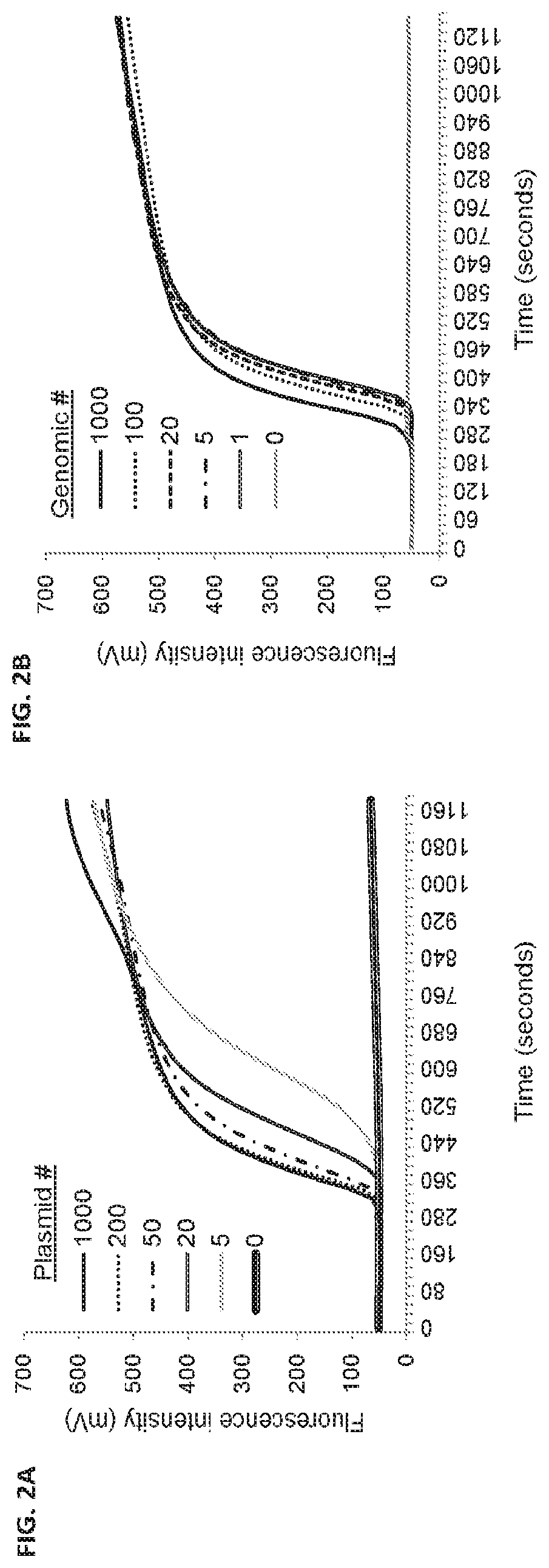 Amplification assay for the  detection of anaplasma phagocytophilum