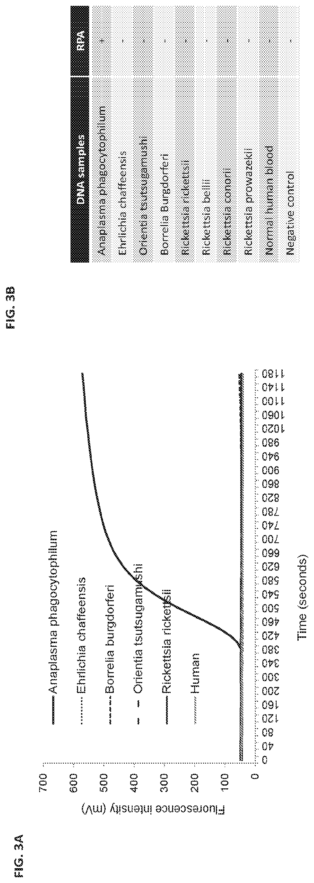 Amplification assay for the  detection of anaplasma phagocytophilum