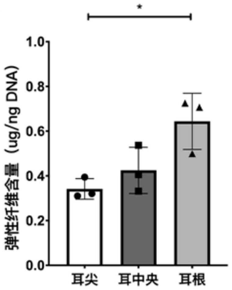 Ear cartilage cell, preparation method, regenerated ear cartilage tissue and application