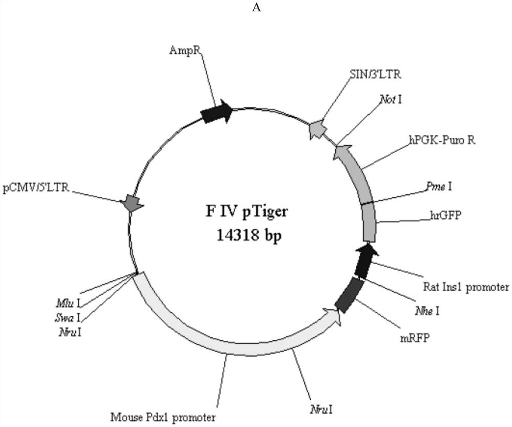 Construction and application of induced pluripotent stem cell line expressing pdx1/insulin dual reporter gene