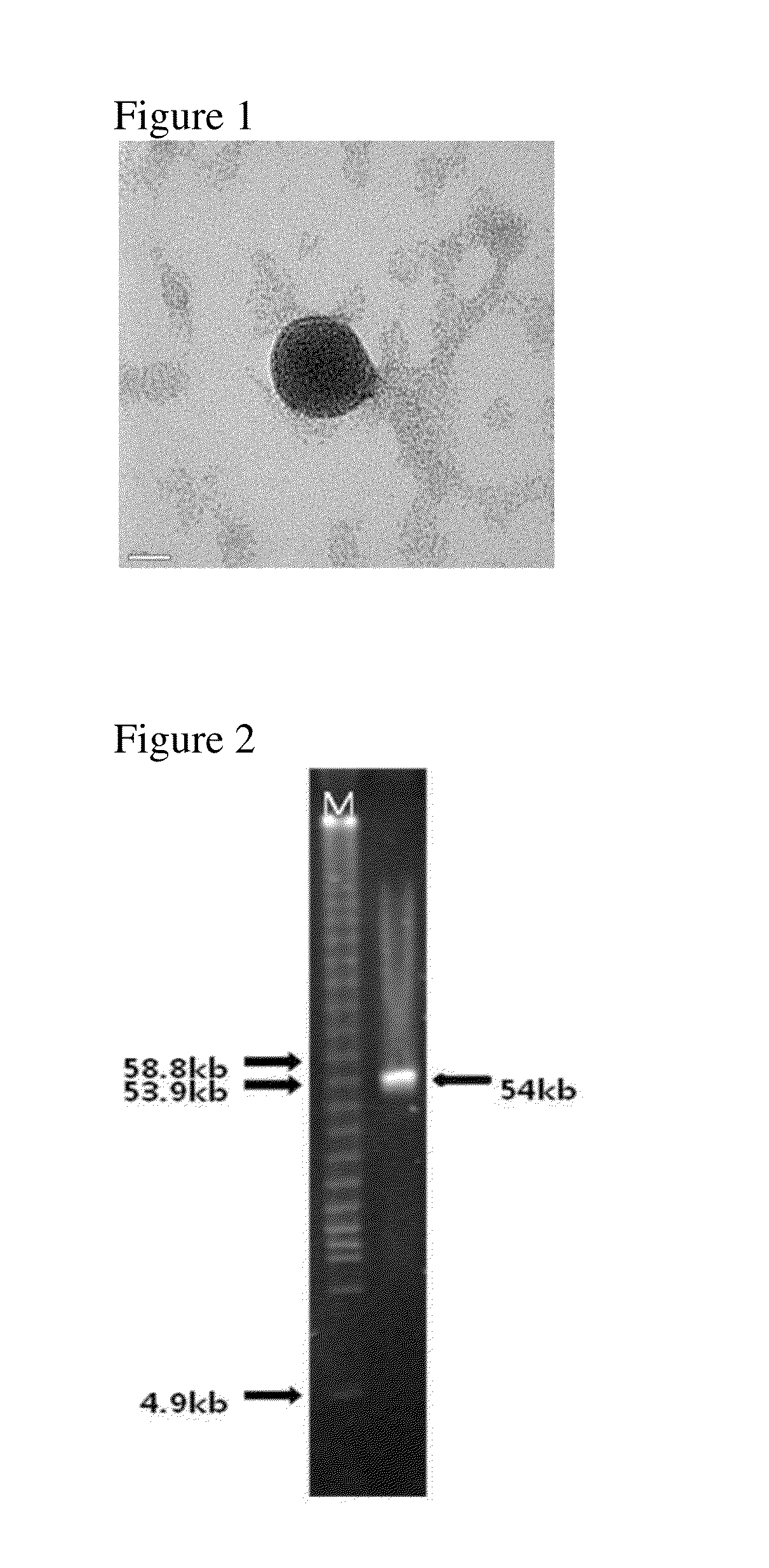 Novel bacteriophage and antibacterial composition comprising the same