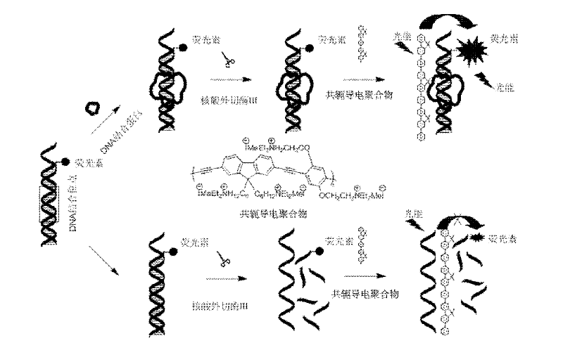Fluorescence detection method for detecting desoxyribonucleic acid binding protein