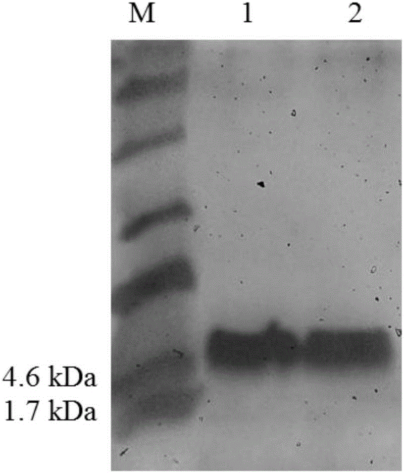Marine-derived bacillus antimicrobial protein MD and preparation method thereof