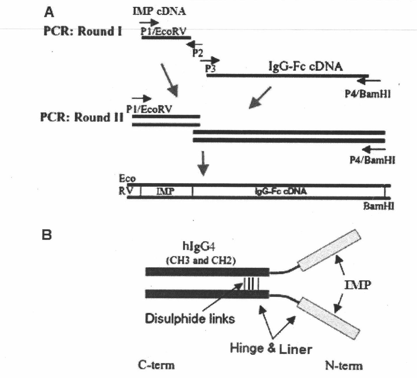 Insulin mimetic peptide fusion protein, mutant and applications thereof